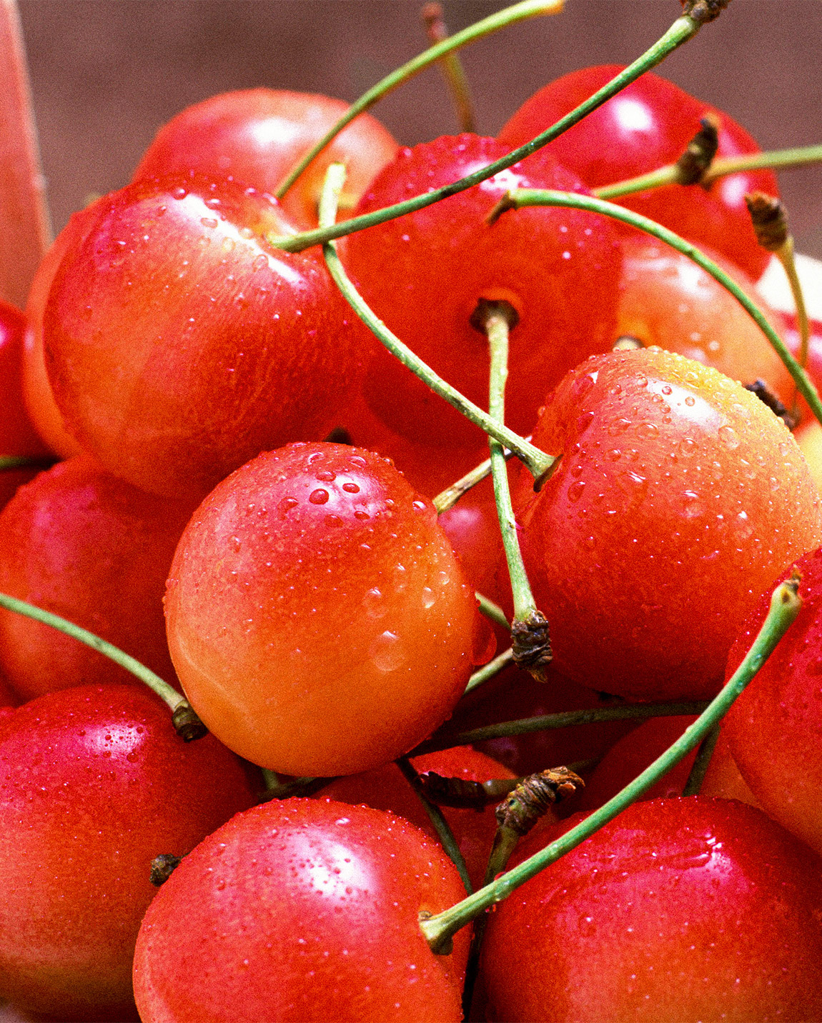 本多さくらんぼ園 たくみの里