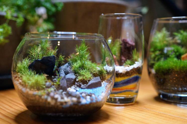 苔と植物の家Ryoku