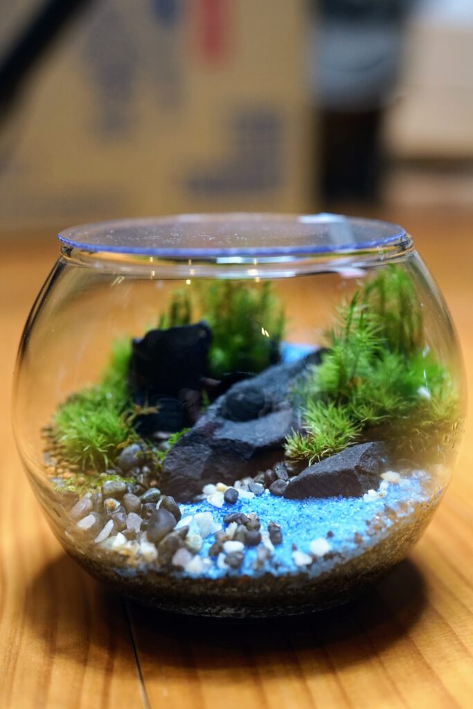 苔テラリウムの作品