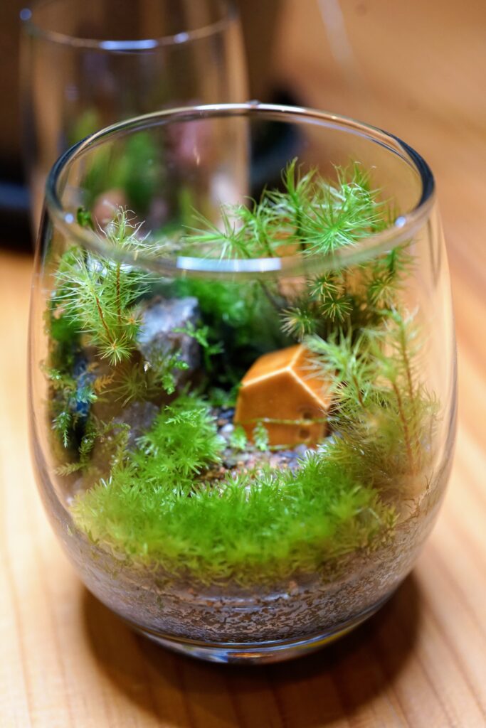 苔テラリウム作り体験