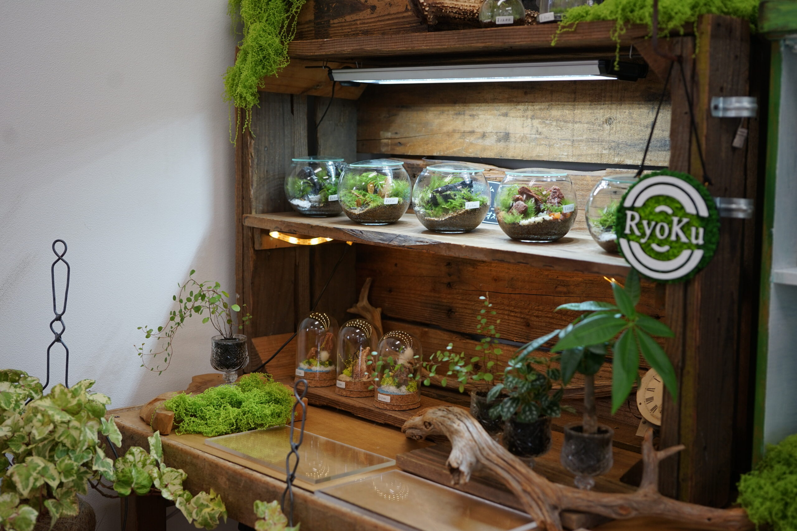 苔と植物の家Ryokuの店内