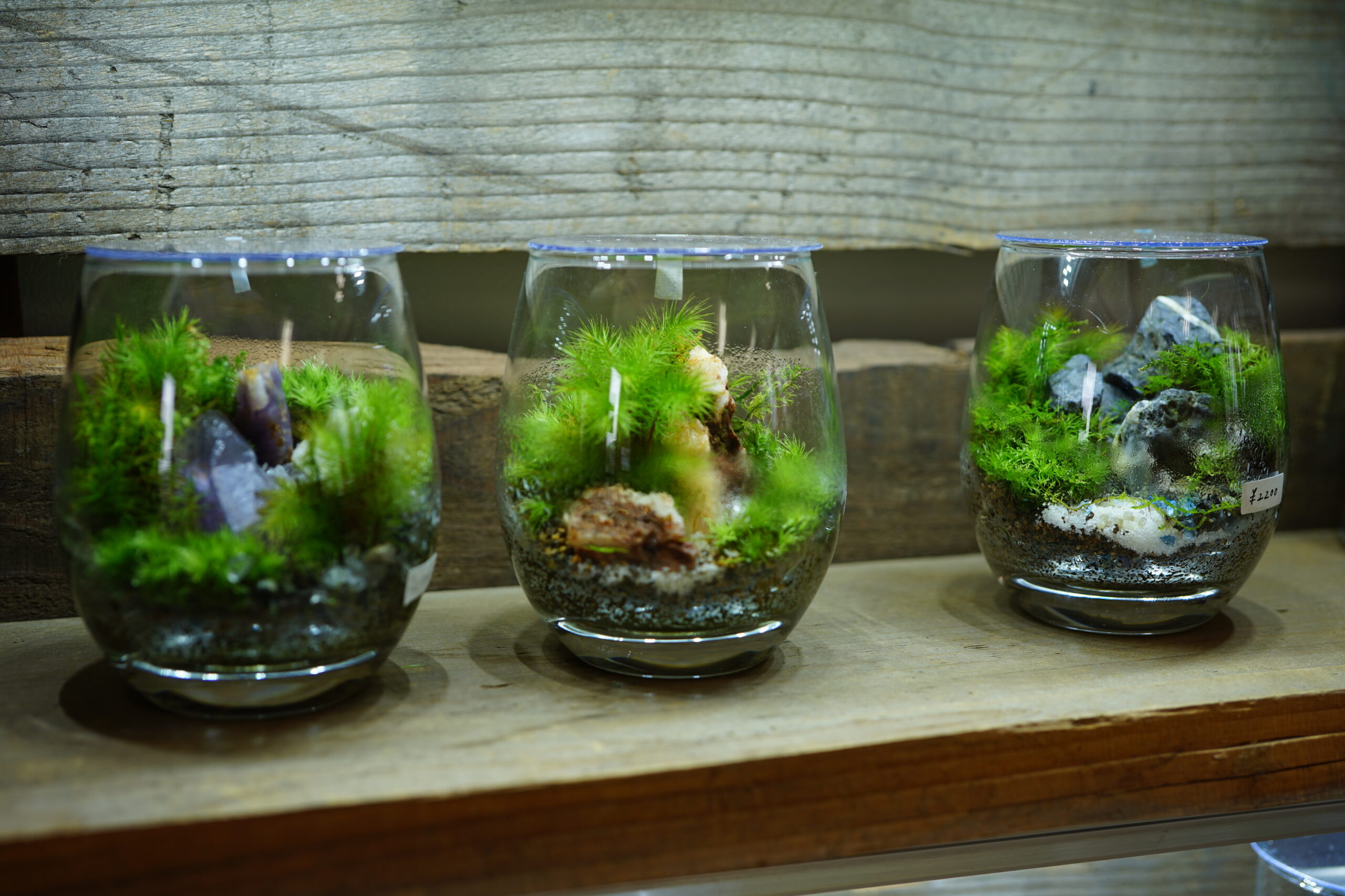 苔テラリウム作品